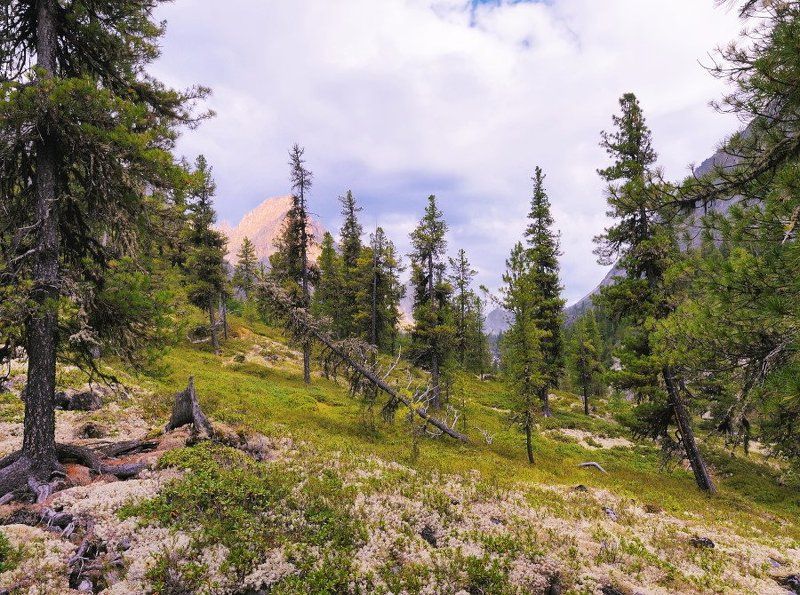 Горно-таёжное редколесьеphoto preview