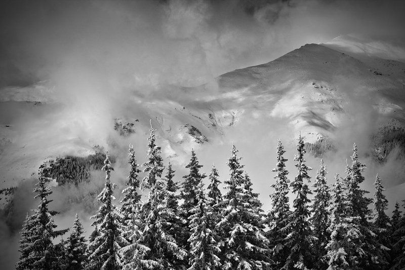 over the hedgephoto preview