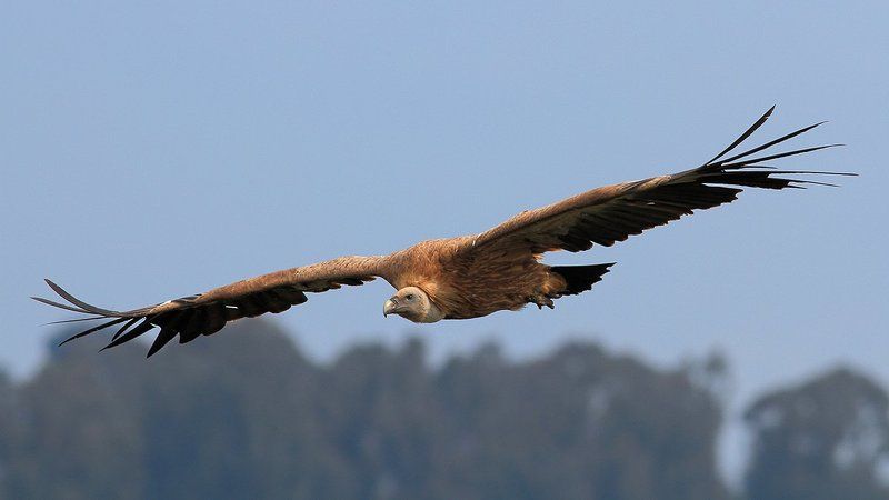 400mm, 7D, Animals, Birds, Griffon, Гриф, Животные, Орел, Птицы Немного об орлах..photo preview