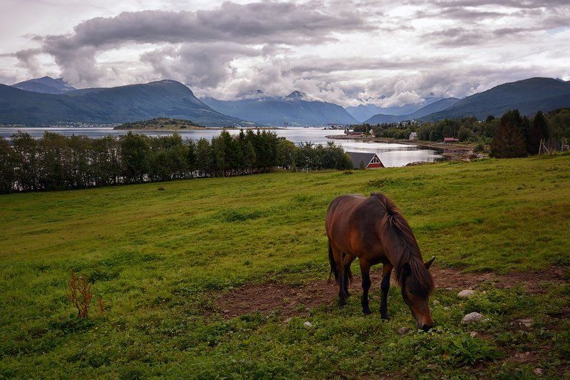 Норвегия Ходят кони ...photo preview