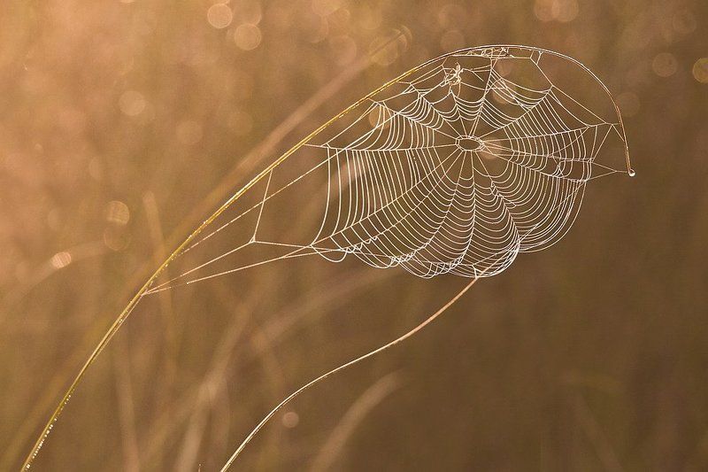 Серебристый пленphoto preview