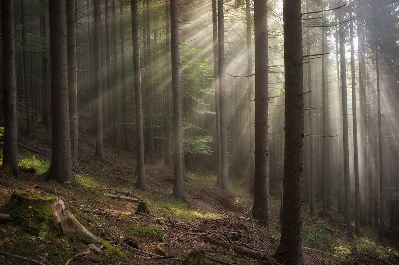 Карпаты, Лес, Свет Загадочное...photo preview