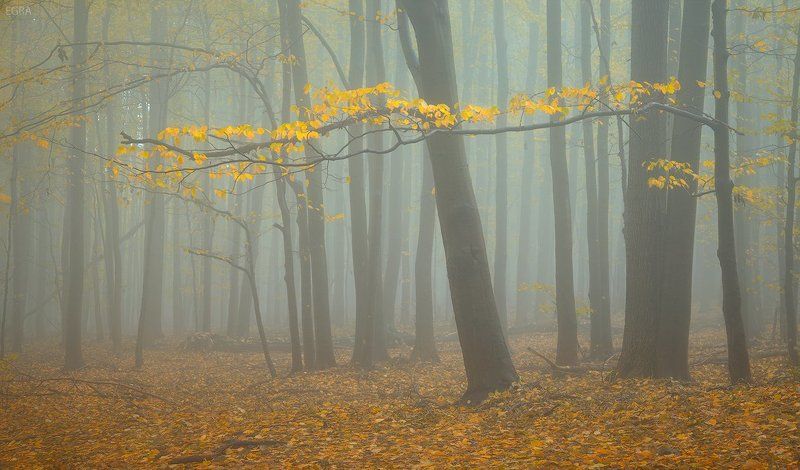 autumn, fog, mist, осень, туман опавшая вуальphoto preview