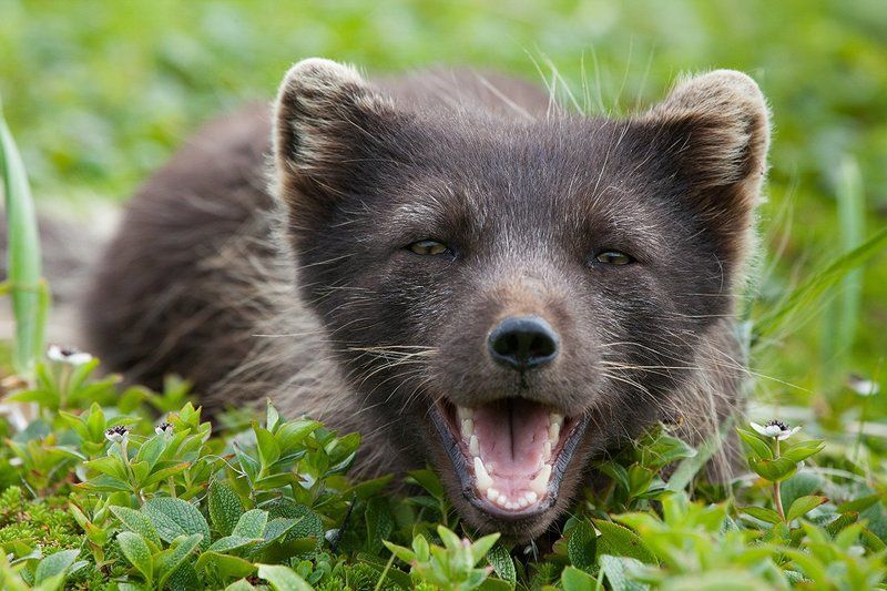 Nature, Wildlife, командоры, песец Портрет Командорского песцаphoto preview