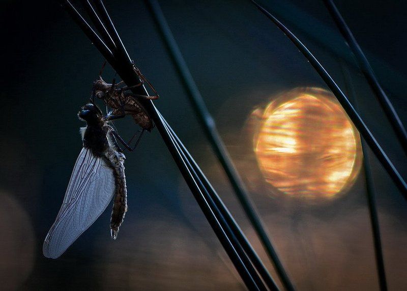 Рожденная под лунойphoto preview