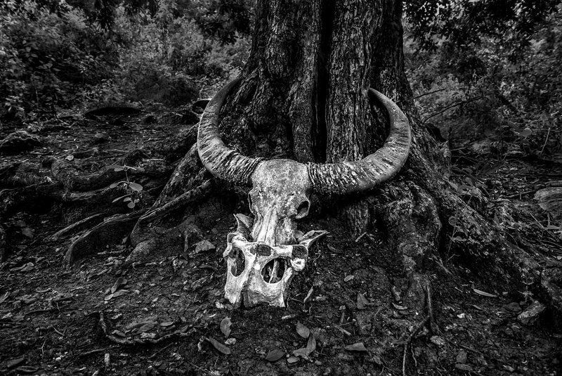 Poor Yorick...photo preview