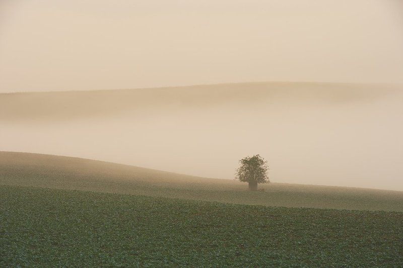 mist shrubphoto preview