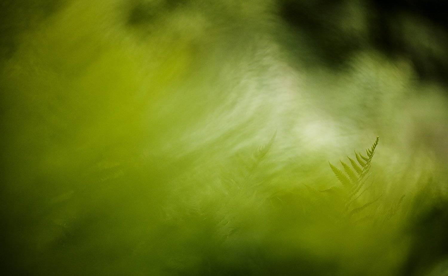 папоротник, валдай, Юлия Втюрина