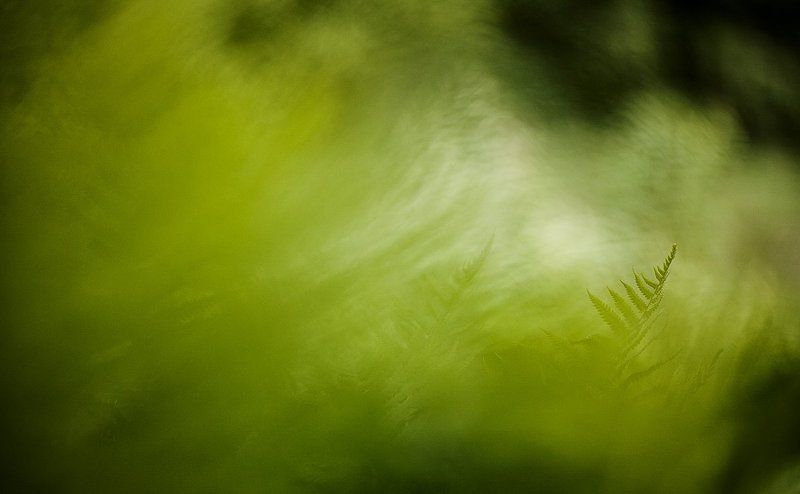 папоротник, валдай о валдайском папоротникеphoto preview