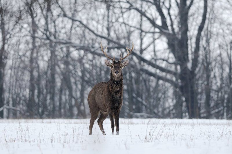 Старшойphoto preview