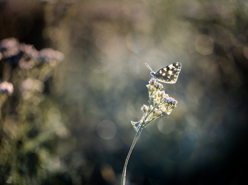 on milfoilphoto preview