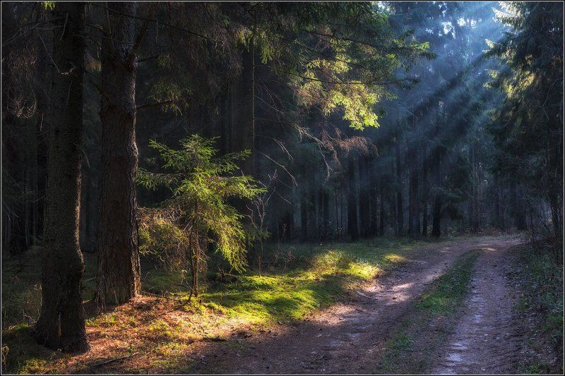 Беларусь, Витебская обл Самый обычный лесphoto preview