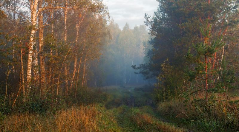 Утреннего леса ароматы.photo preview