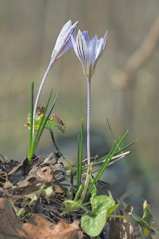 Тэт-а-тэтphoto preview