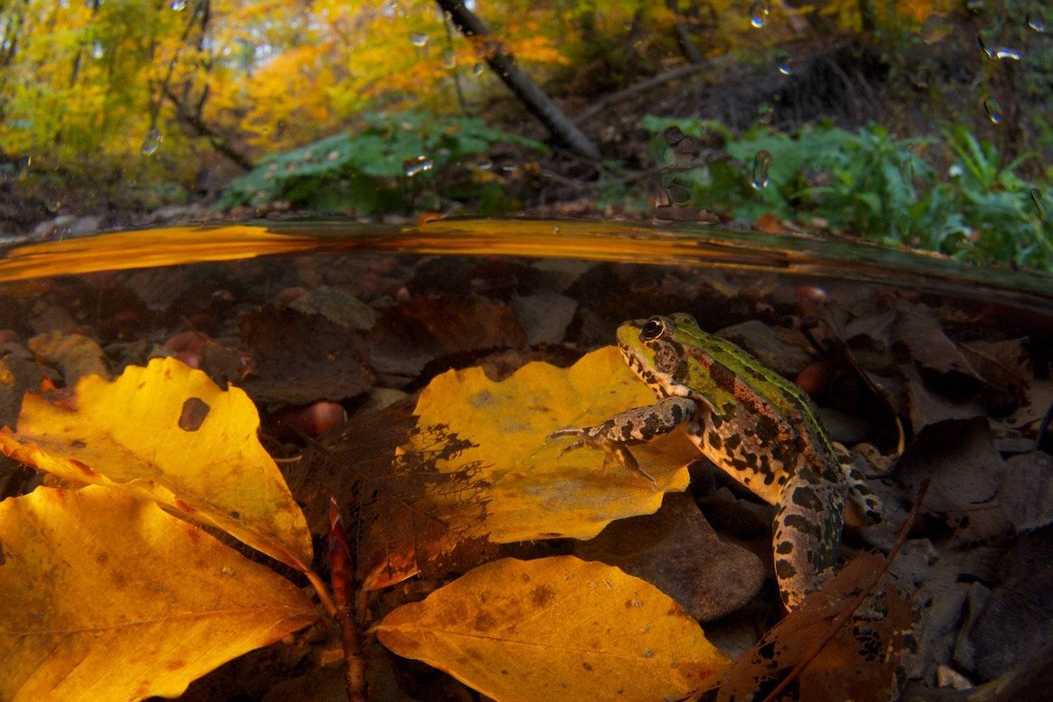 Зазеркалье. Автор: Никифоров Егор , Никифоров Егор