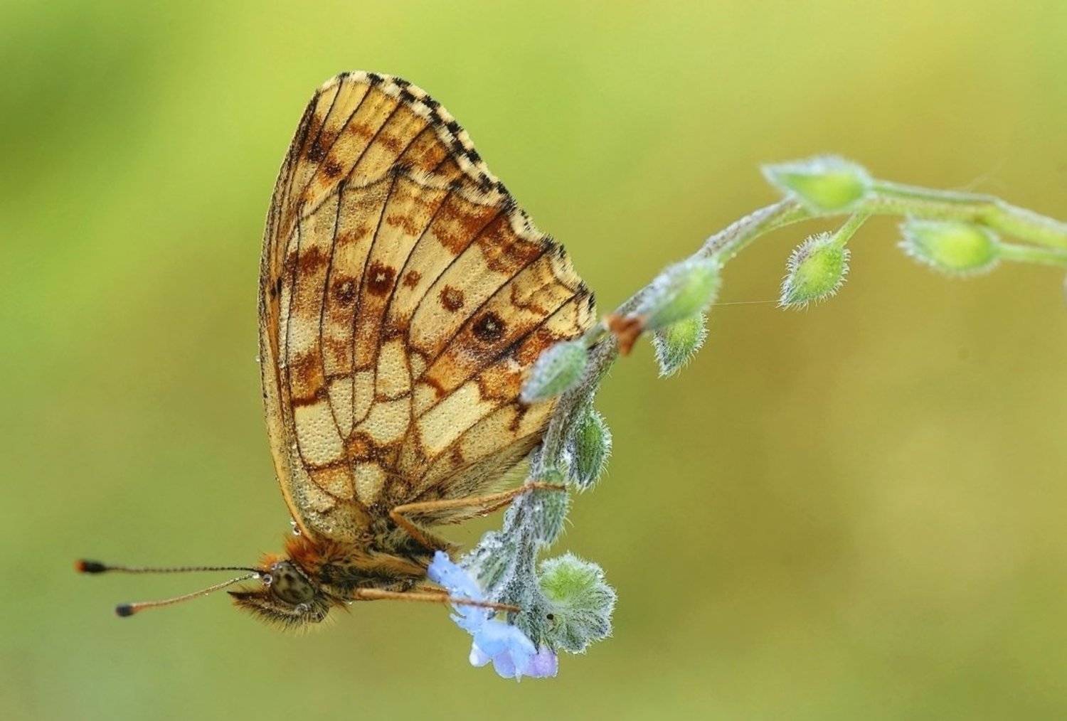 Автор: ZULUS , ZULUS