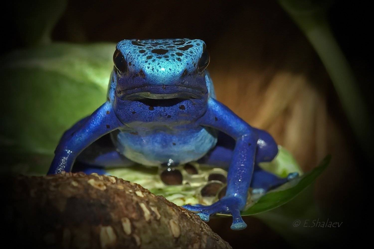 Blue poison dart frog,Древолаз голубой - Dendrobates azureus. Автор: Евгений Blue poison dart frog, Dendrobates azureus, Frog, Амфибии, Древолаз, Древолаз голубой, Лягушка, Евгений