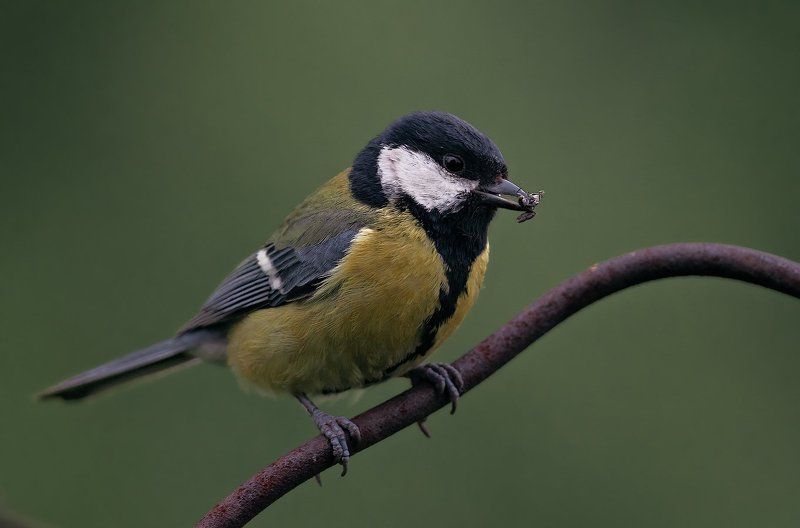 Parus major, Vogel, Большак, Большая синица, Птицы Летняяphoto preview