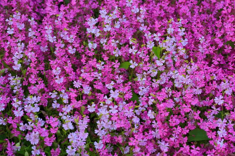 #цветы #макро #природа #фауна Флокс шиловидный.photo preview