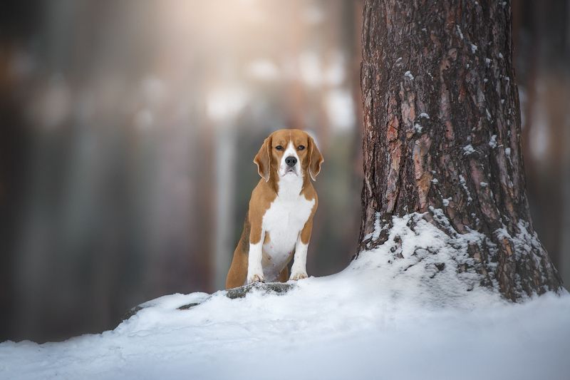 домашние животные собаки зима Бигльphoto preview