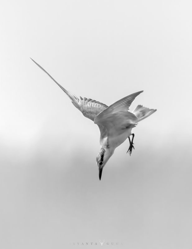 wildlife, art, nature, wild, bird, animal, monochrome White Beautyphoto preview