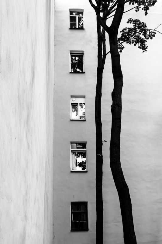 tree black_and_white UPphoto preview