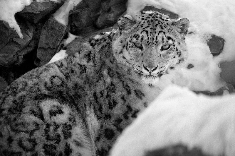 Снежный барсphoto preview