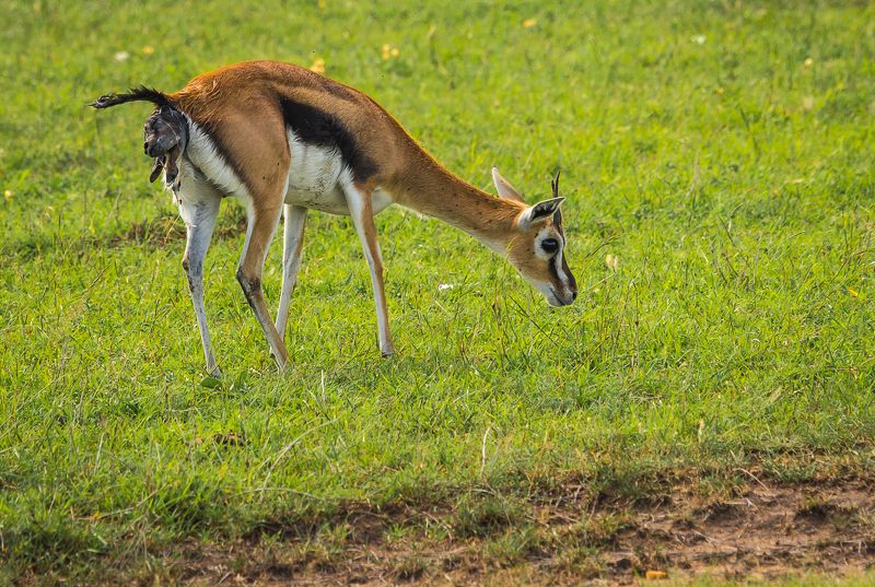 Рождение антилопыphoto preview