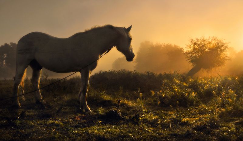 Встречая новый день photo preview