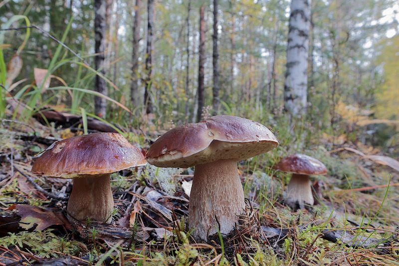 boletus funghi porcini белые грибы Boletus edulis фото превью