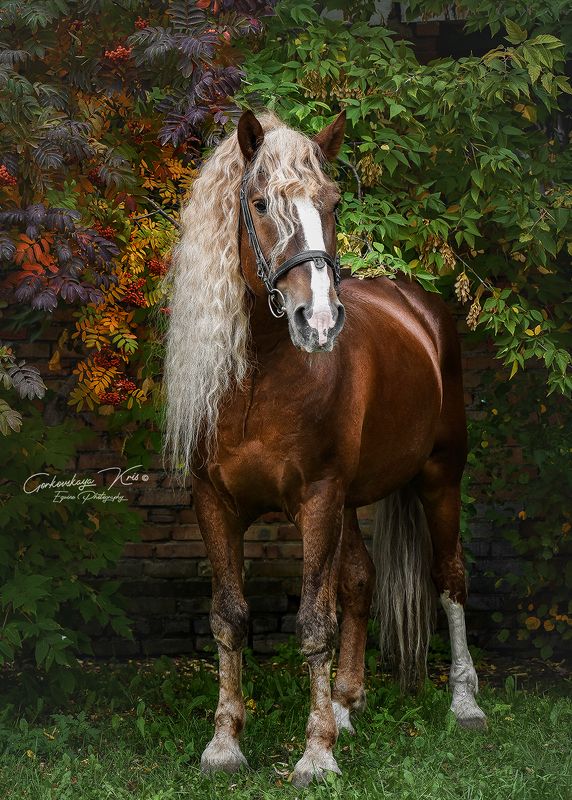 rowanberryphoto preview