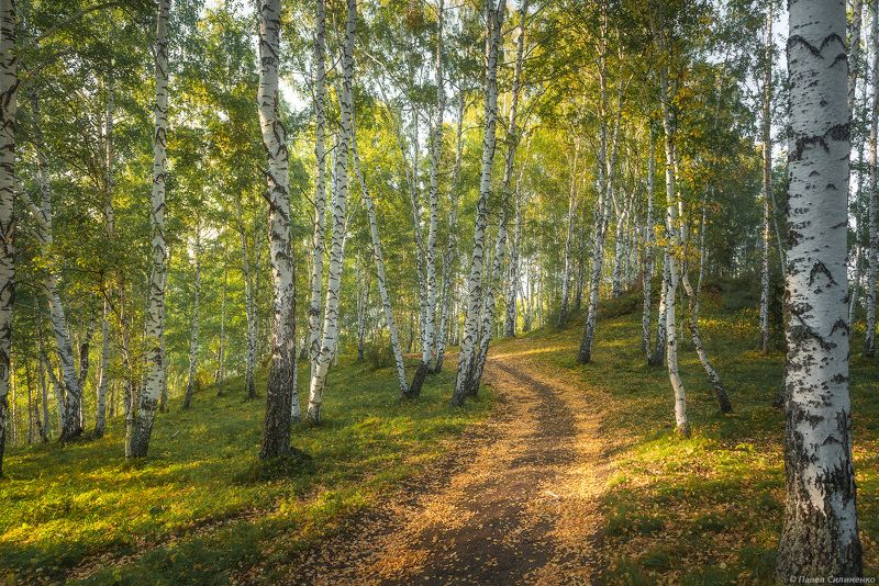алтай, осень, в лесу, пейзаж, лес, деревья, свет, дорога, тропа Осенело фото превью