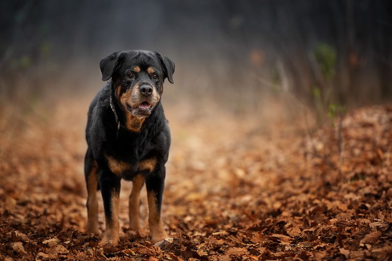 домашние животные собаки Ветеранphoto preview