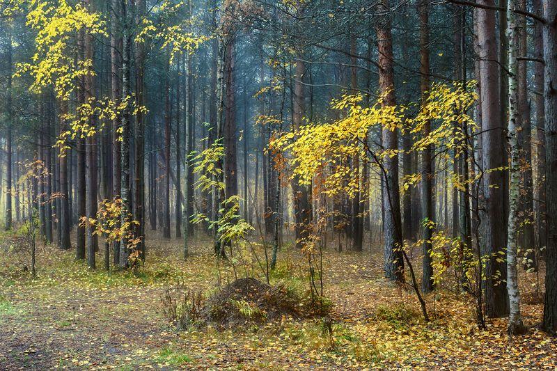 Снова падают листья осенниеphoto preview