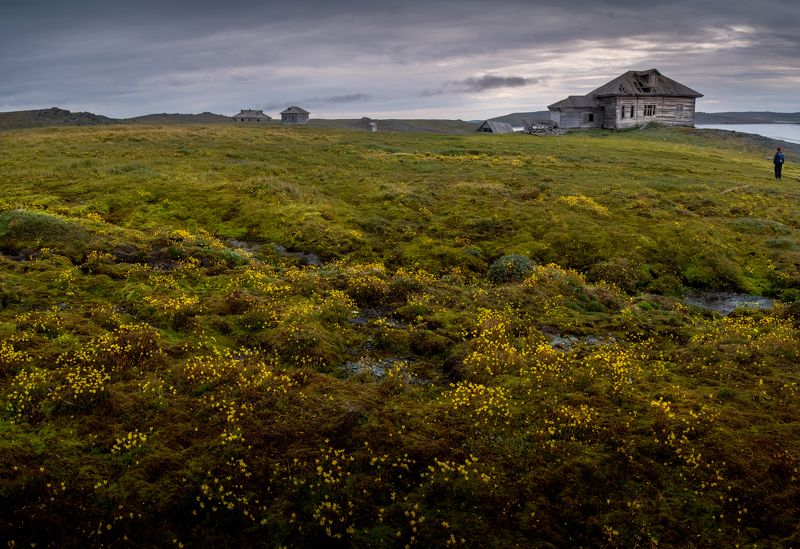 архипелаг новая земля, нд, тундра, север, русский север, новая земля, поселок русанова, русский север нд Во мхах и травах тундры...photo preview