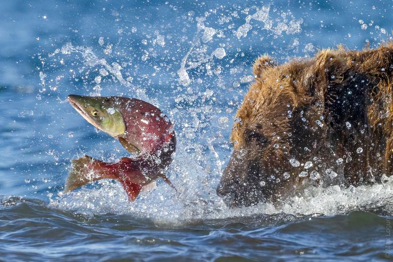 Рыбный форсаж.photo preview