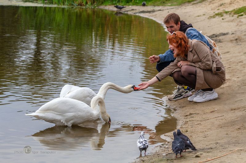фото мгновение, сюжет, смотреть, репортаж, река, птица, пруд, природа, осень 2022, осень, момент, лебеди-шипуны, лебеди, зрители, заводь,  голуби, везёлка, белый лебедь, белгородские лебеди, белгород, cygnus olor Лебединый кусьphoto preview