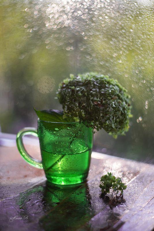 гортензия, боке, капли Сияние летаphoto preview