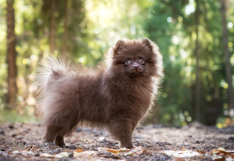 шпиц, щенок, животные, лес Малышкаphoto preview