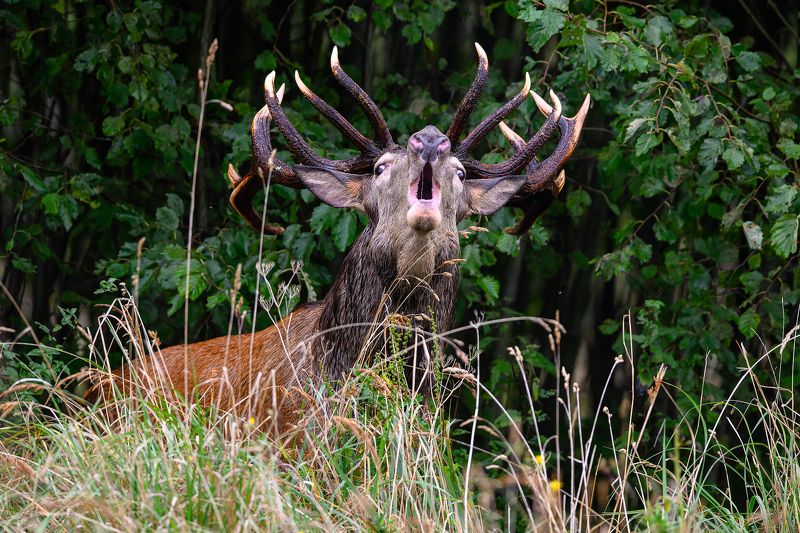 Briedisphoto preview