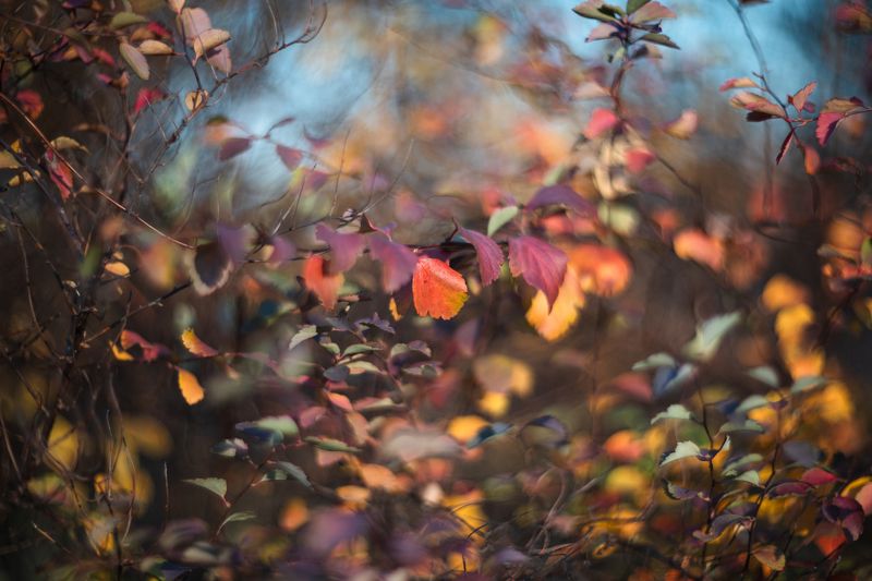 *** фото превью