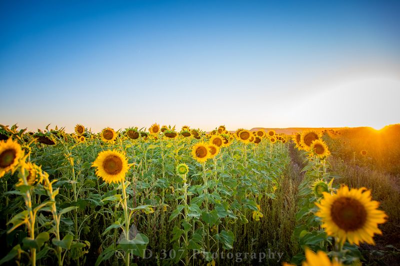 Golden Hour Sunflowers photo preview