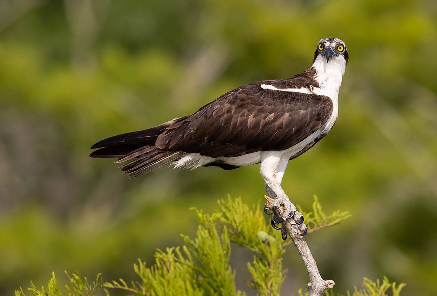 cкопа, osprey, florida, хищные птицы, wildlife, birds, Etkind Elizabeth