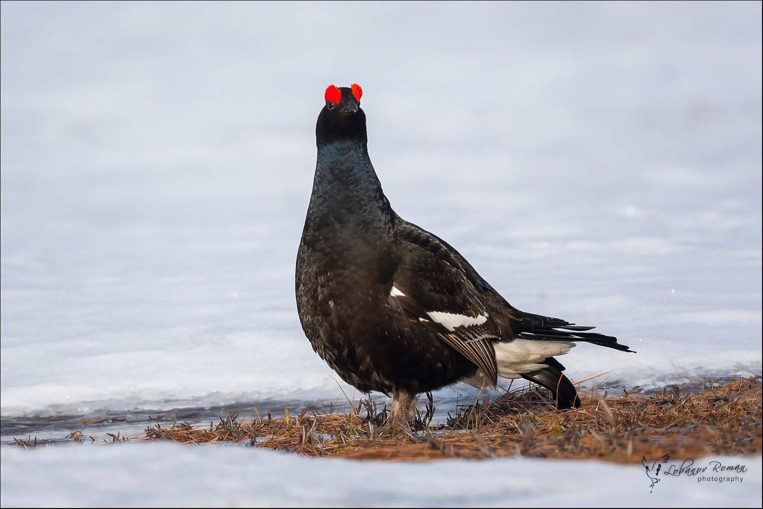 Автор: Лобанов Роман , Лобанов Роман