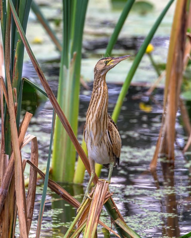 волчок, шея, птица, осока,  малая выпь, клюв, длинношеее, live for the story, ixobrychus minutus, canon photo Ixobrychus minutusphoto preview
