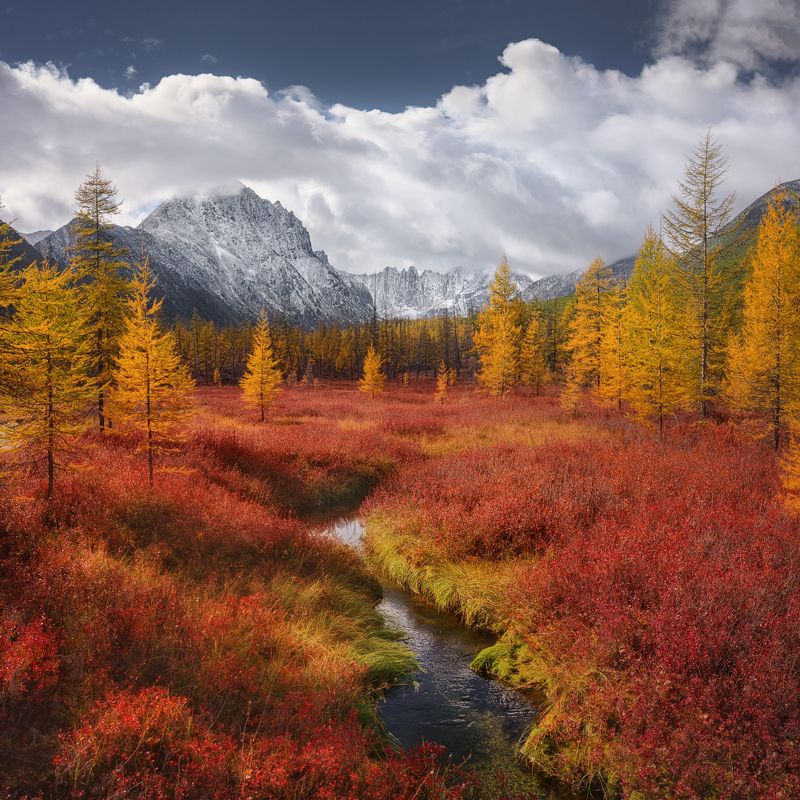 осень, колыма, озеро джека лондона Среди красных ковров голубики петляет безымянный ручейphoto preview