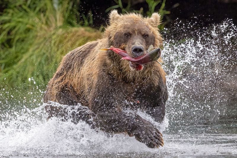 -Голодным не останусь!photo preview
