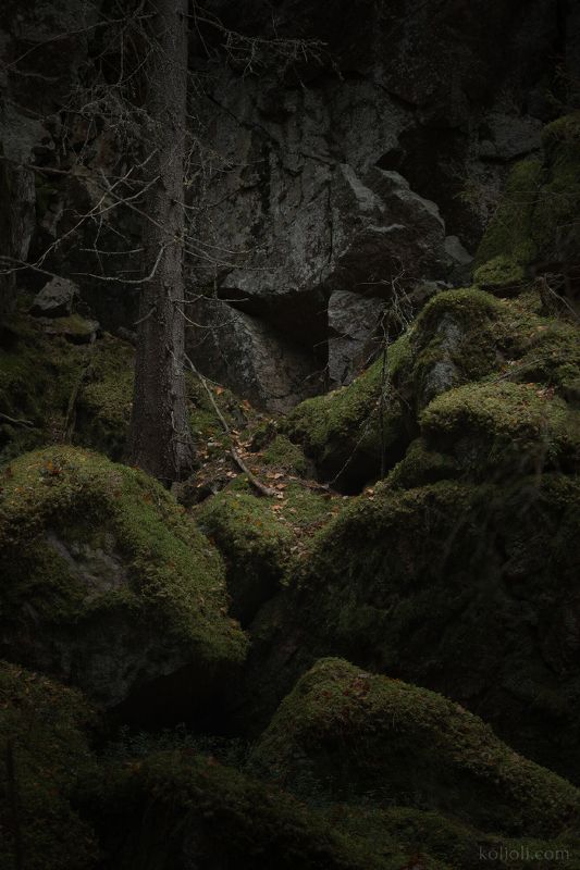 карельский перешеек, карелия, ленинградская область, дремучий лес, чаща, северный лес, в лесах под выборгом, пригороды петербурга, дебри, мрачный лес, леший, скалы, первозданная природа, текстуры тайги, хийси Искусство зодчего лесаphoto preview