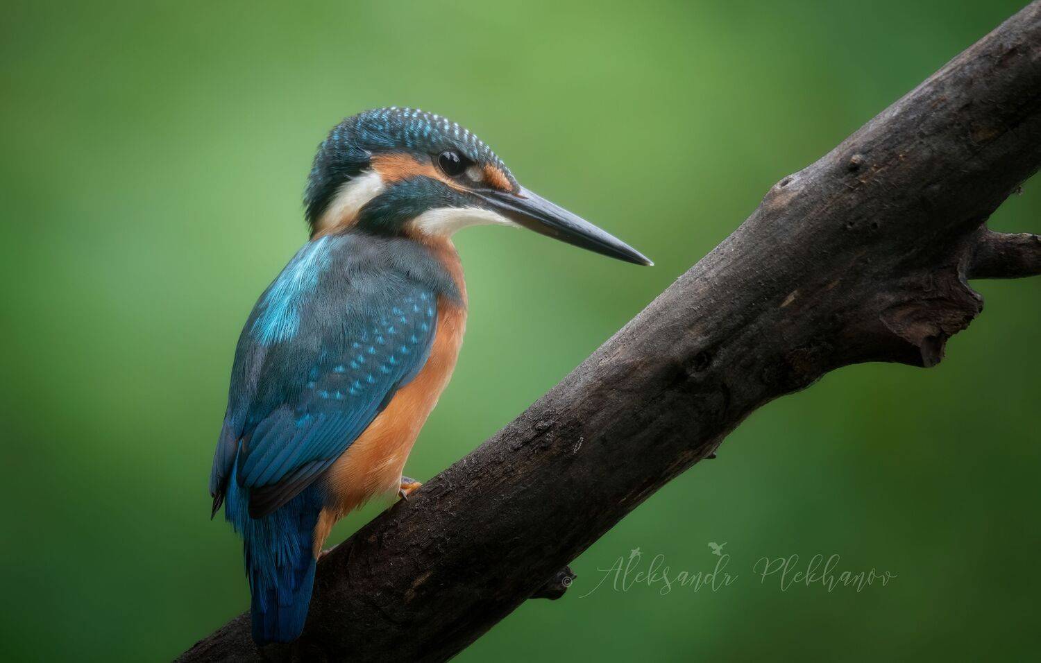 Живое и хромакей. Автор: Плеханов Александр зимородок , kingfisher , wildlife, Плеханов Александр