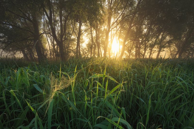 2022, россия, калужская область, лето, утро, туман, трава, солнце, паутина, трава, пейзаж, деревья ***photo preview